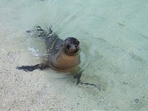 Kid of Galapagos Sea Lion